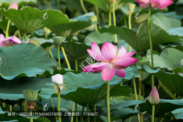 荷花