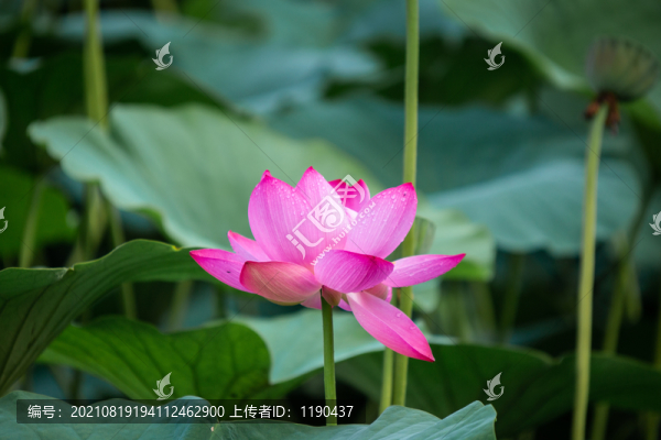 荷花