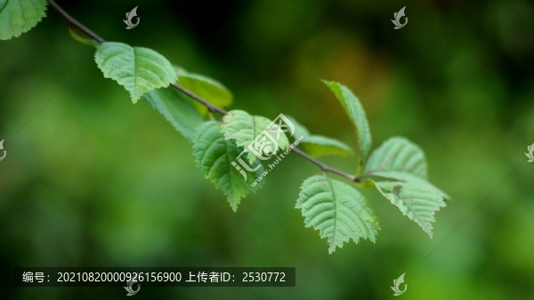 榆葉梅