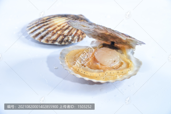 扇貝