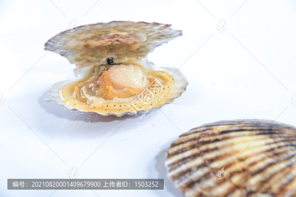 扇貝