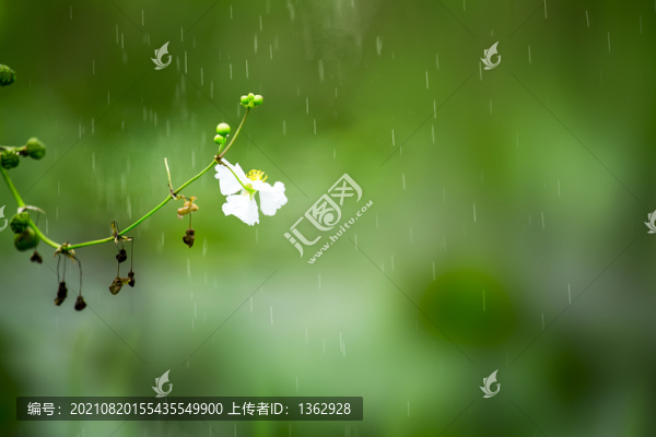 綠色的夏