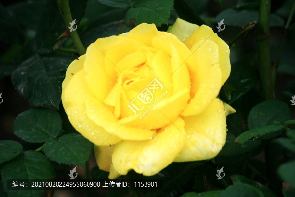 月季花