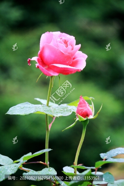 月季花