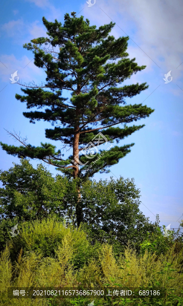 松樹