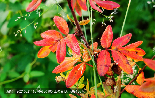 紅葉