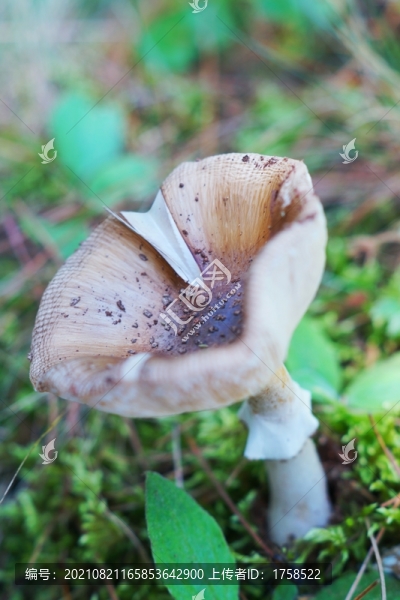 野生菌
