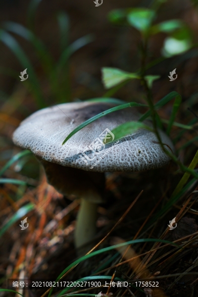 野山菌