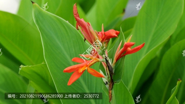 美人蕉