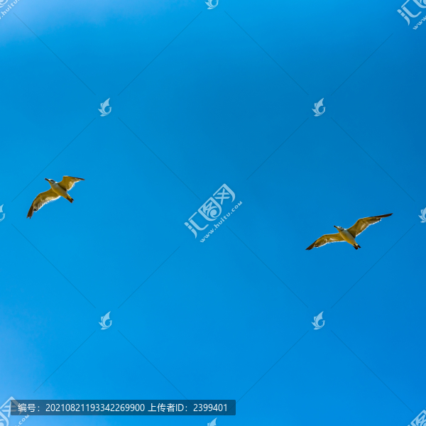 問一聲那海鷗飛來飛去為何求