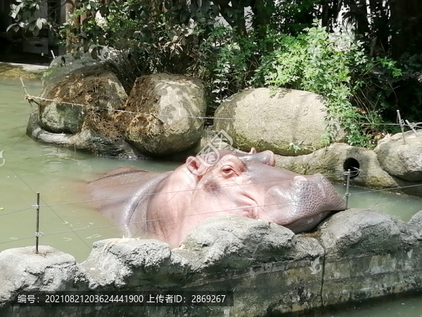 河馬