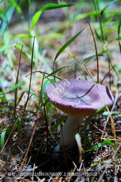 野菌野菇