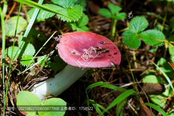 野菌野菇