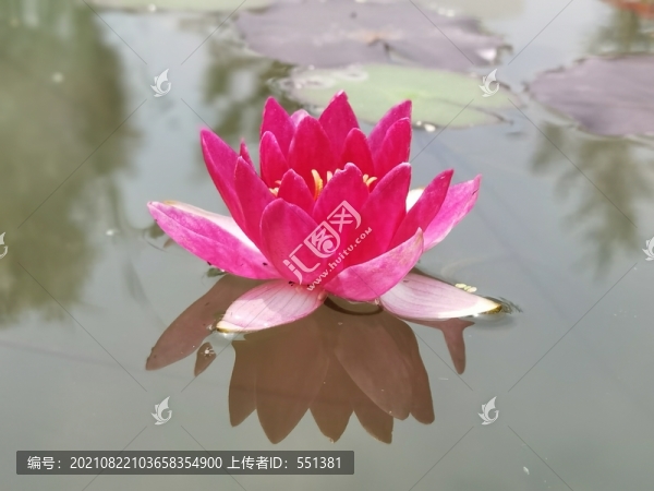 睡蓮