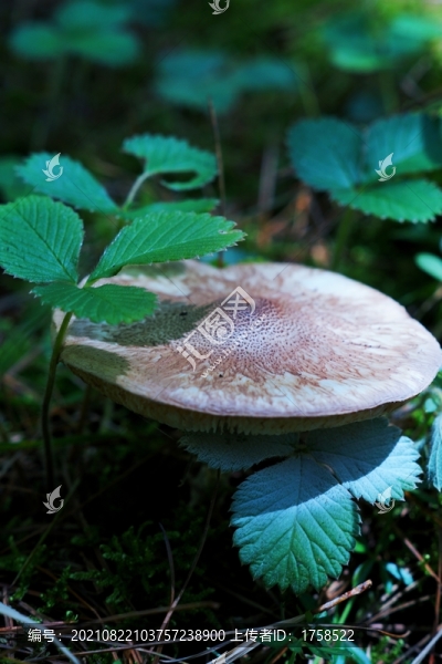 野生菇