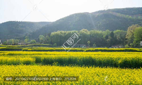 油菜花