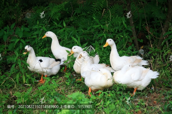 農(nóng)家土鴨