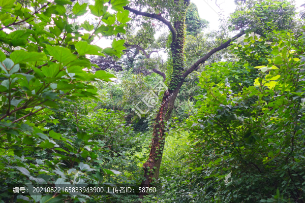 北戴河聯(lián)峰山花木繁茂