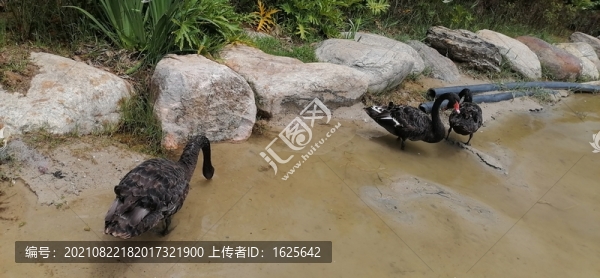 黑天鵝