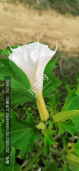 曼陀羅花