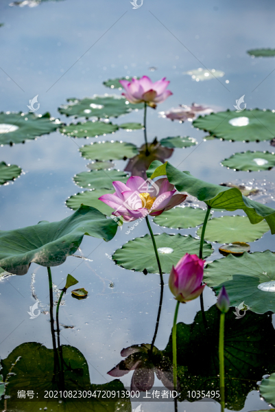 荷花
