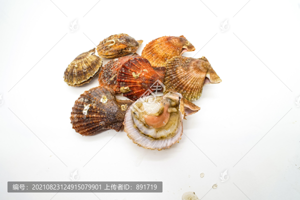 扇貝