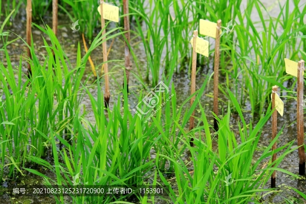 科學(xué)育苗
