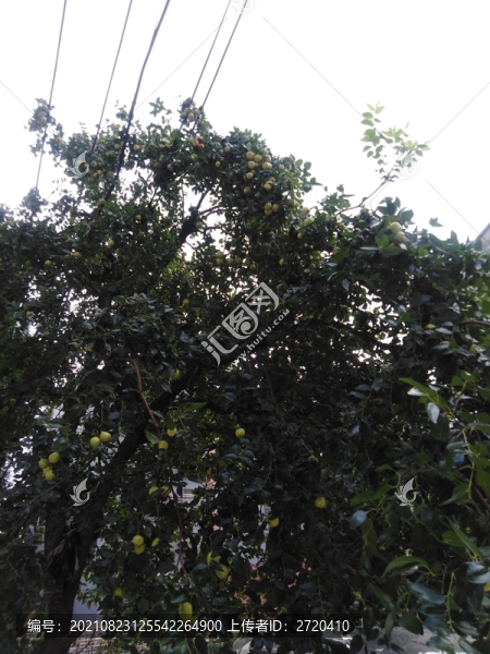 棗樹(shù)