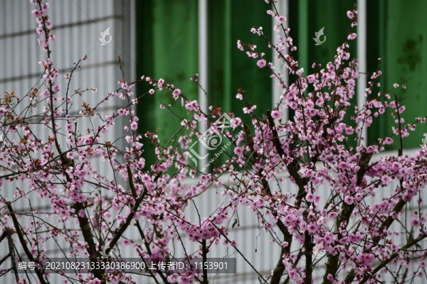 窗前桃花