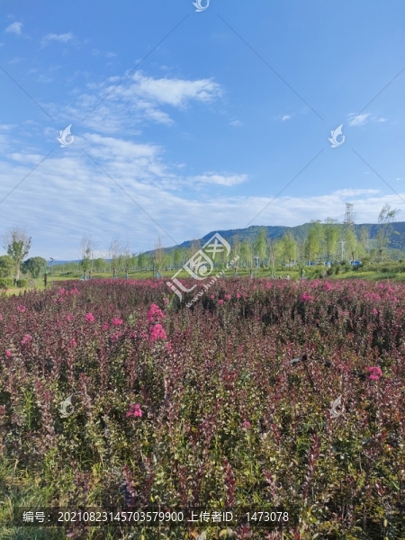 紫薇花海