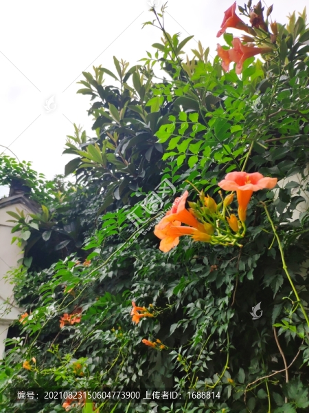 凌霄花