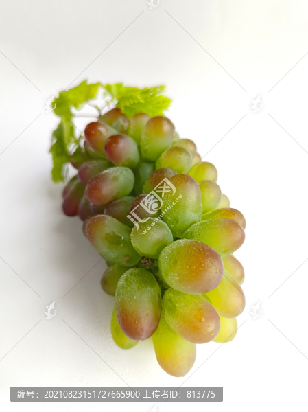 葡萄綠葉鮮拍攝