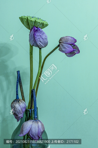 花瓶中凋謝的荷花