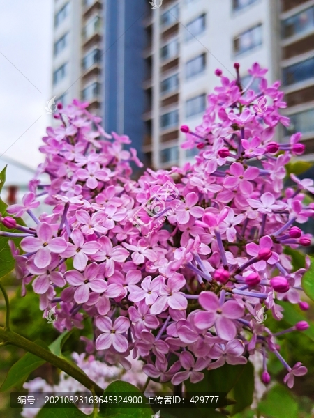 小區(qū)丁香花