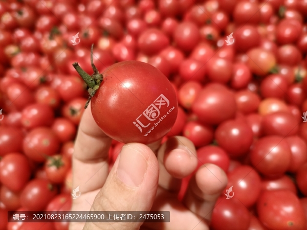 小番茄