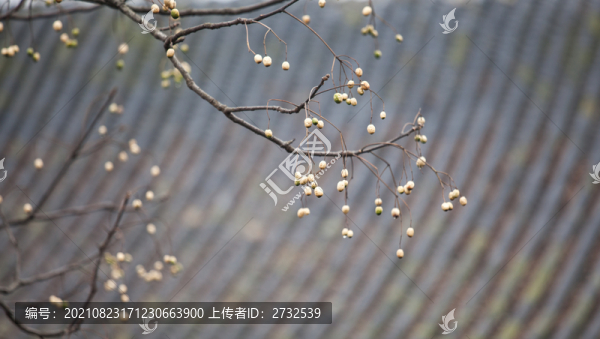 楝樹果