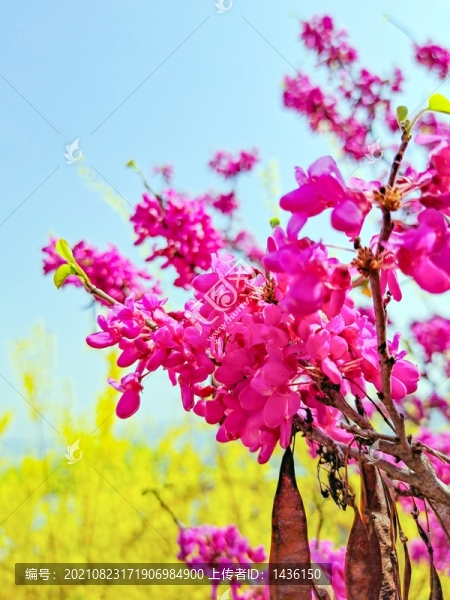 紫荊花