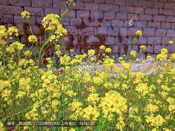 油菜花