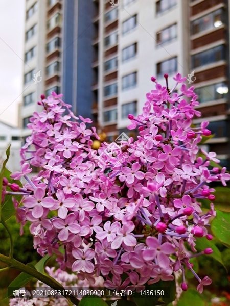 小區(qū)紫色丁香花