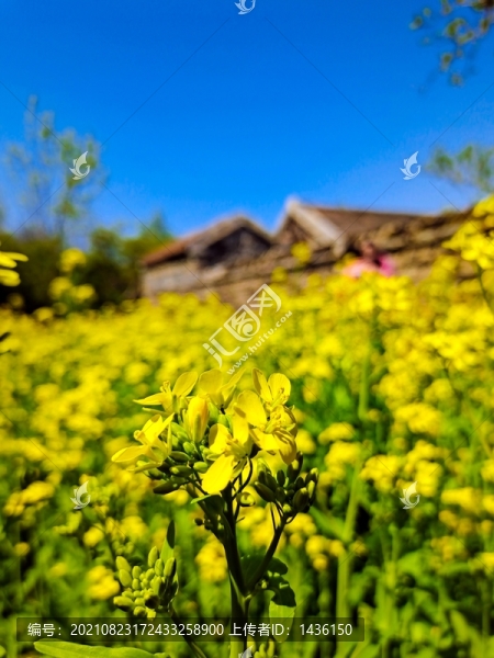 油菜田