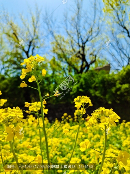 油菜花