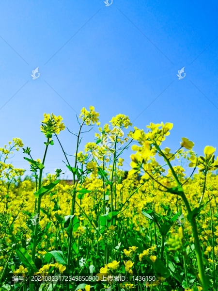 油菜花