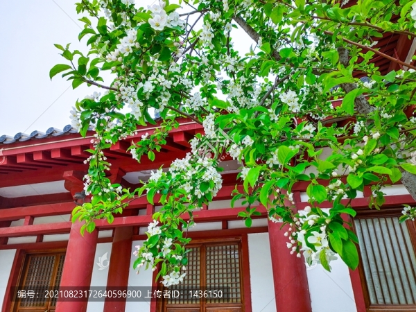 公園海棠花