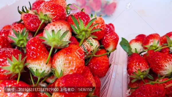 鮮草莓
