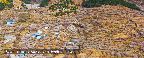 北宅櫻桃