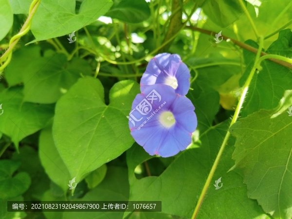 紫色牽牛花