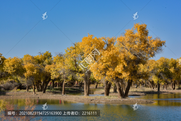 內(nèi)蒙古額濟(jì)納旗大漠胡楊林