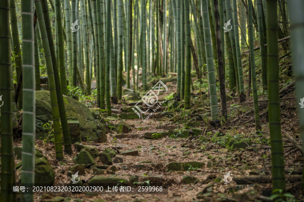 竹林