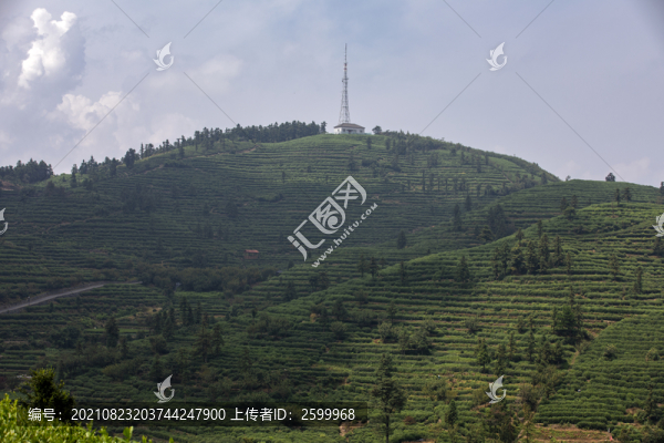 安頂山茶園