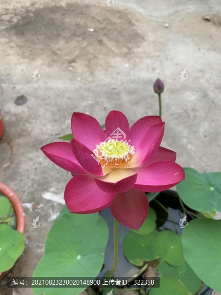 碗蓮